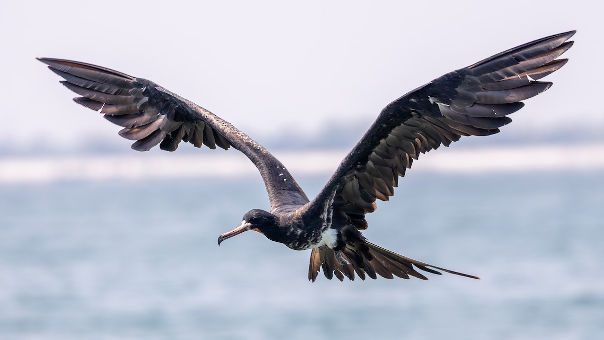 Christmas Island Frigatebird - ML645198003