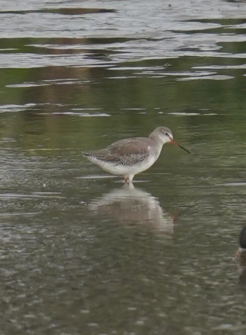 Spotted Redshank - ML645198006