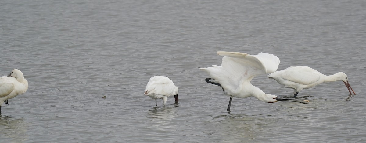 Eurasian Spoonbill - ML645198011