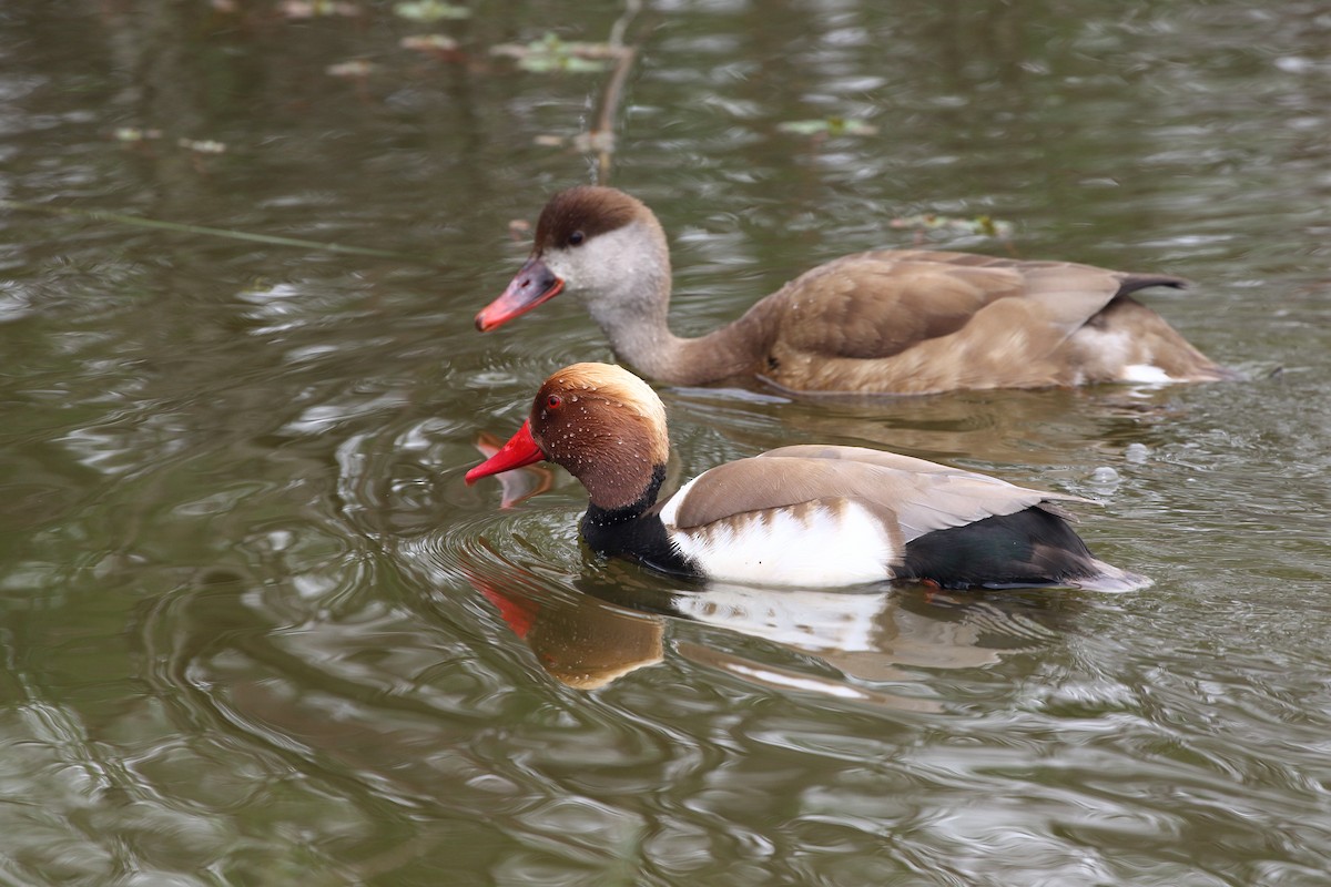 アカハシハジロ - ML645198025