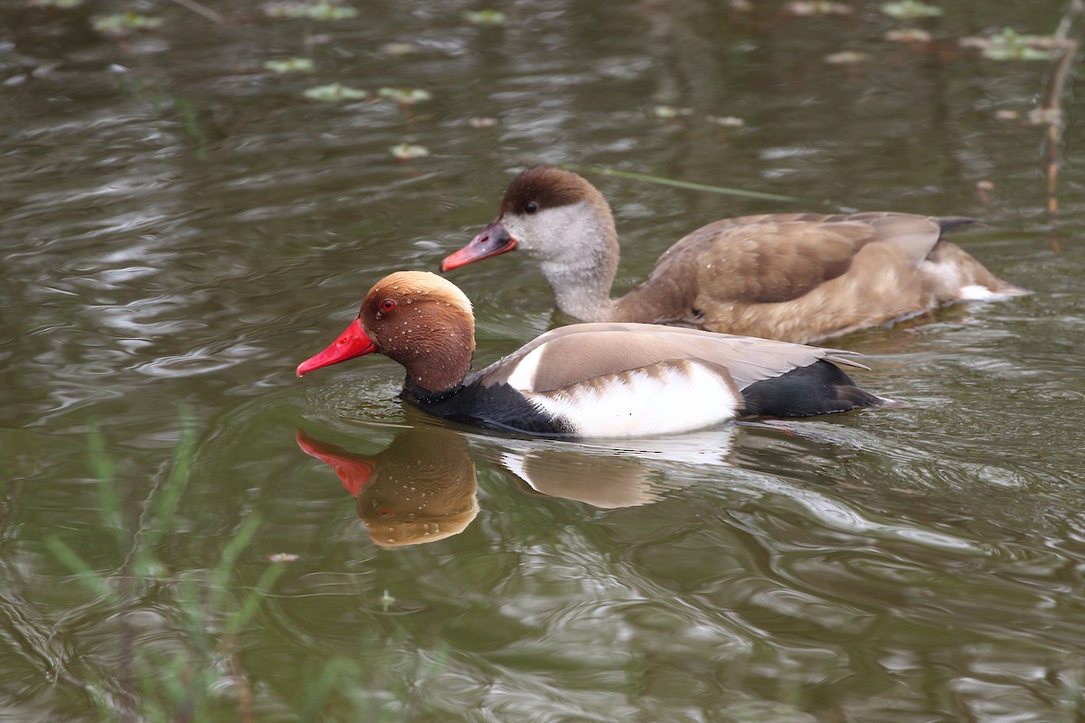 アカハシハジロ - ML645198026