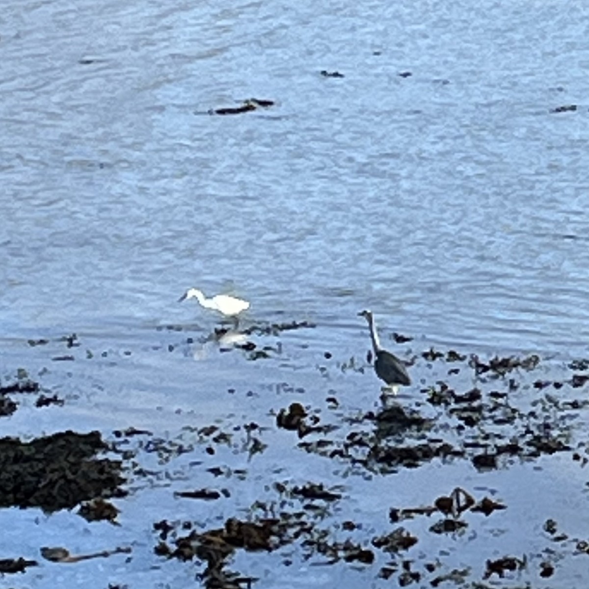 volavka stříbřitá - ML645198044