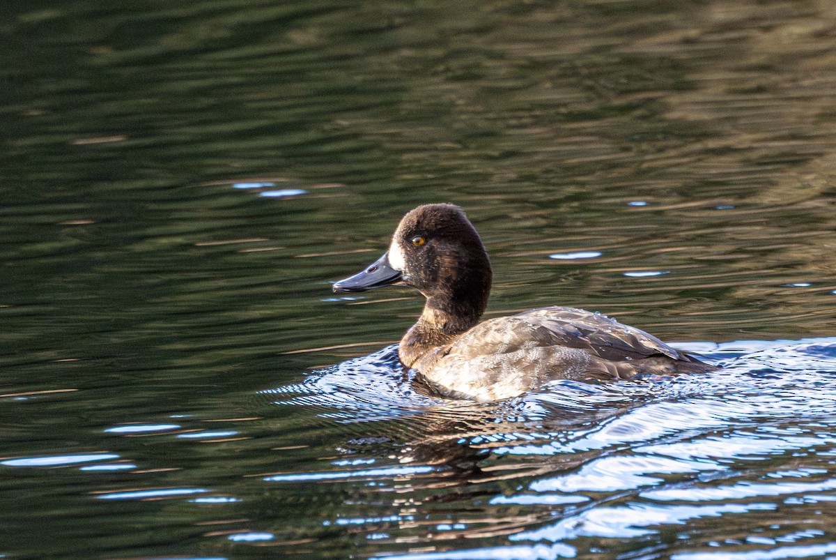 コスズガモ - ML645198045