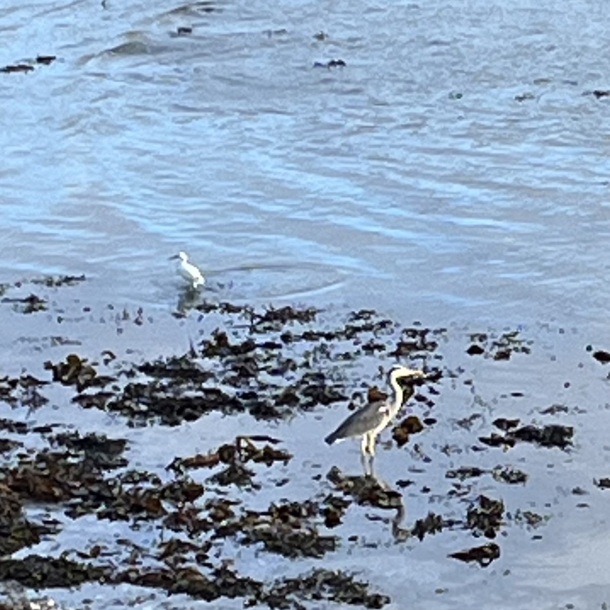 アオサギ - ML645198048