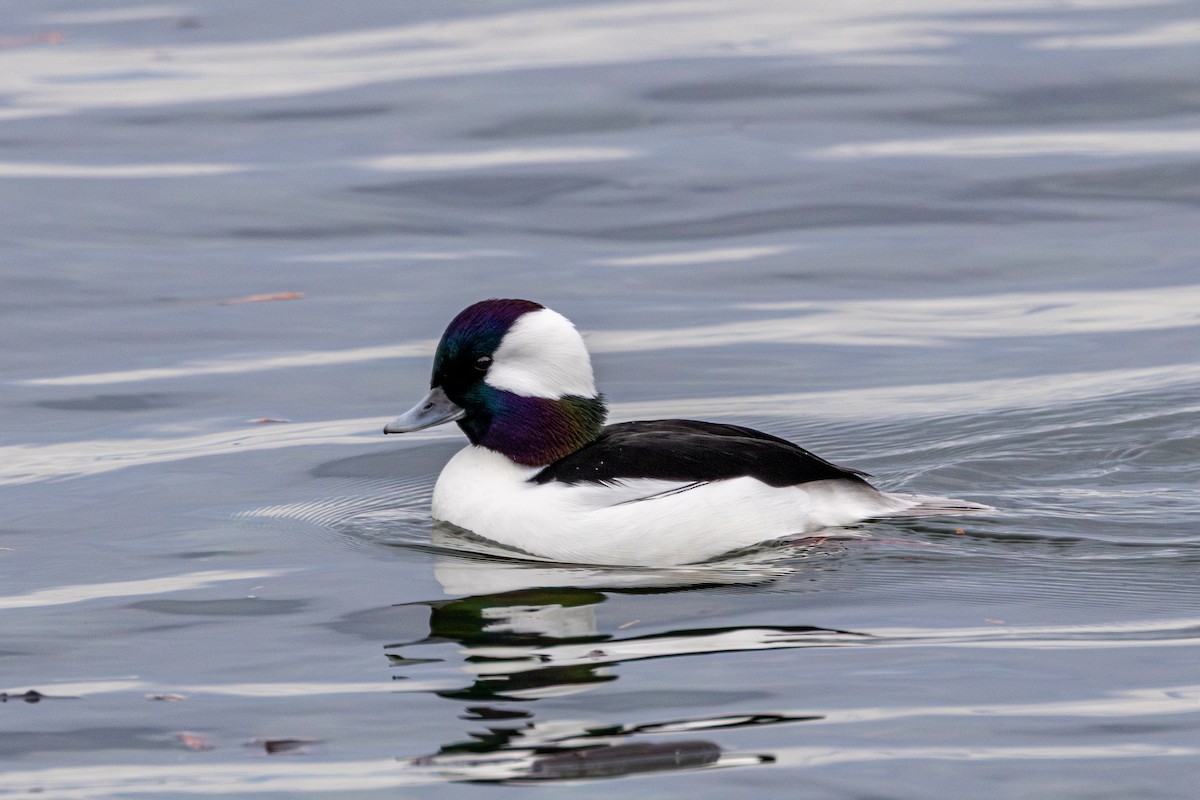 ヒメハジロ - ML645198068