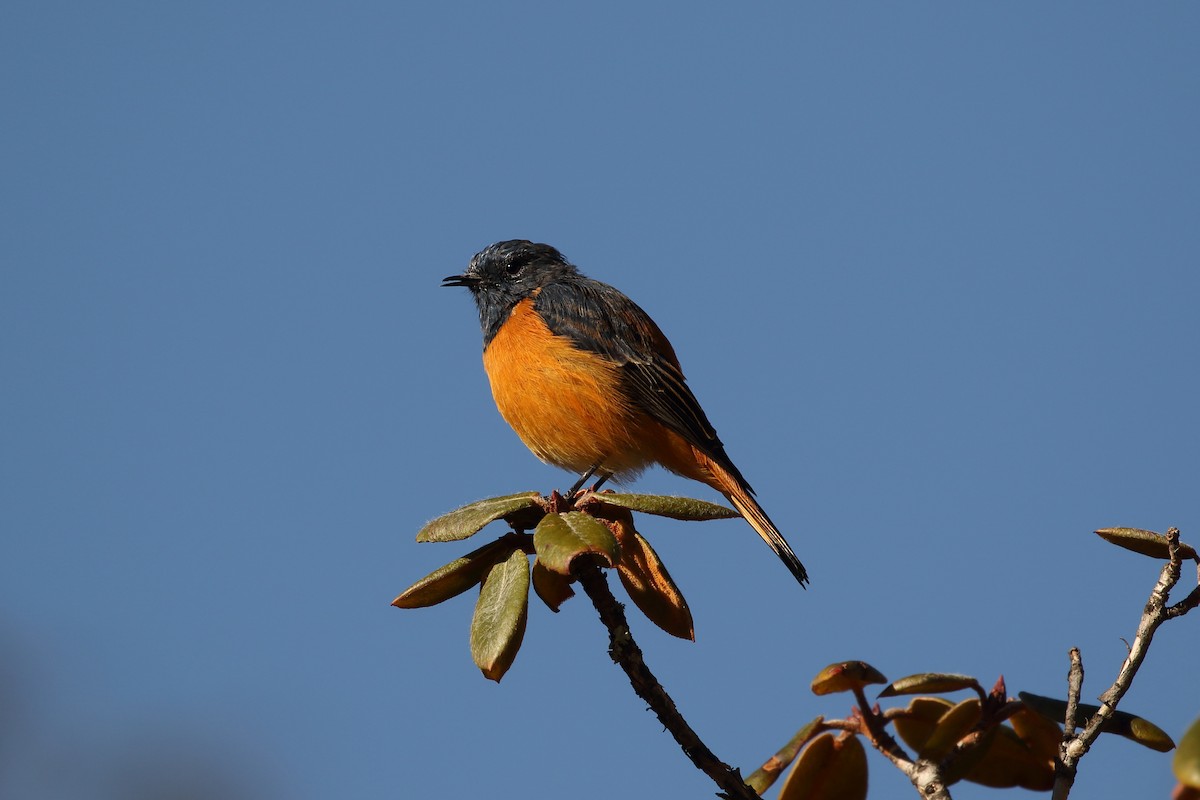 ルリビタイジョウビタキ - ML645198074