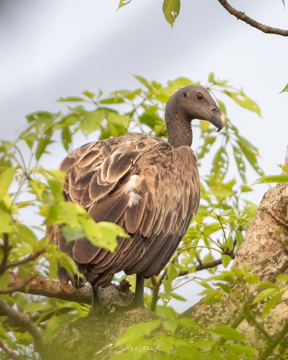 ハシボソハゲワシ - ML645198076