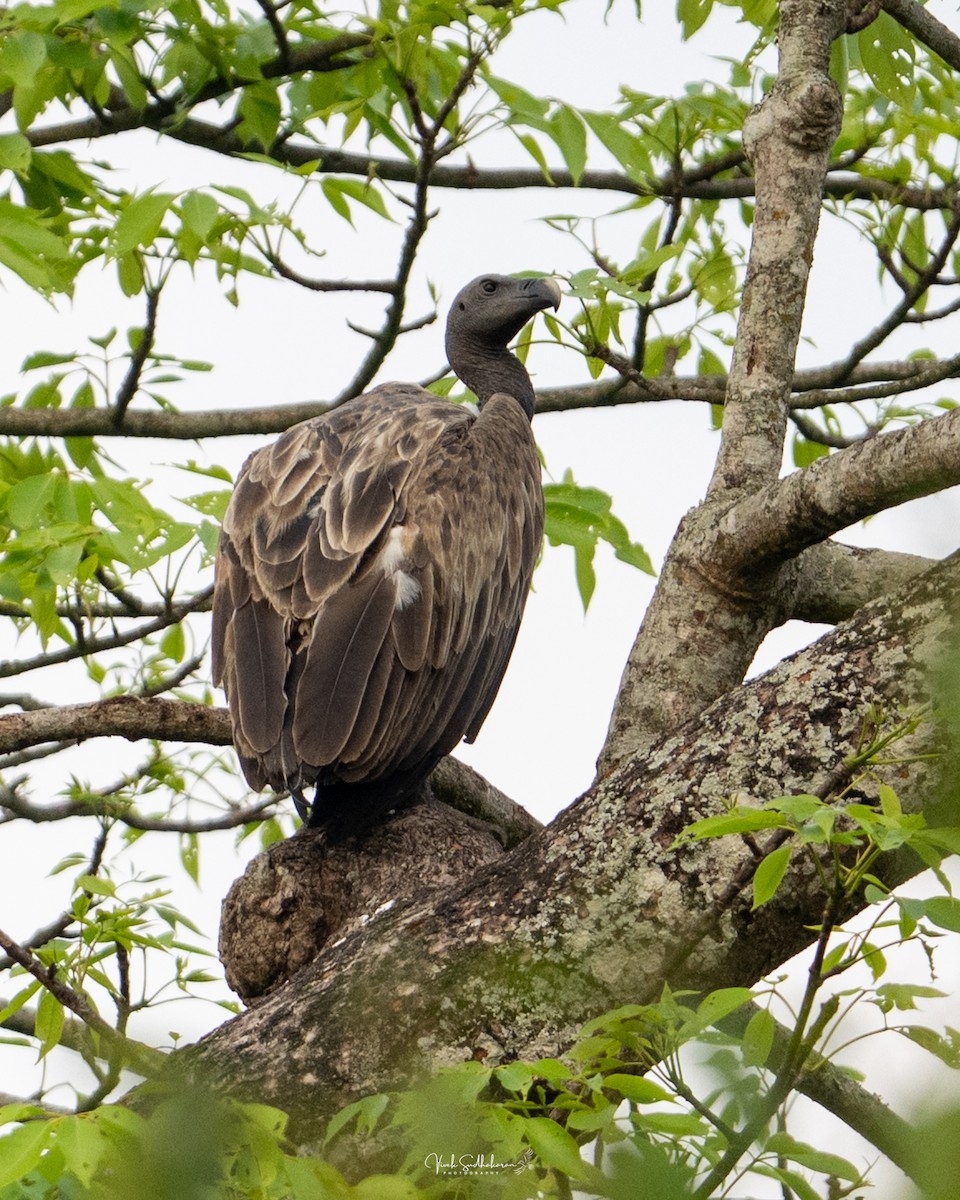 ハシボソハゲワシ - ML645198077