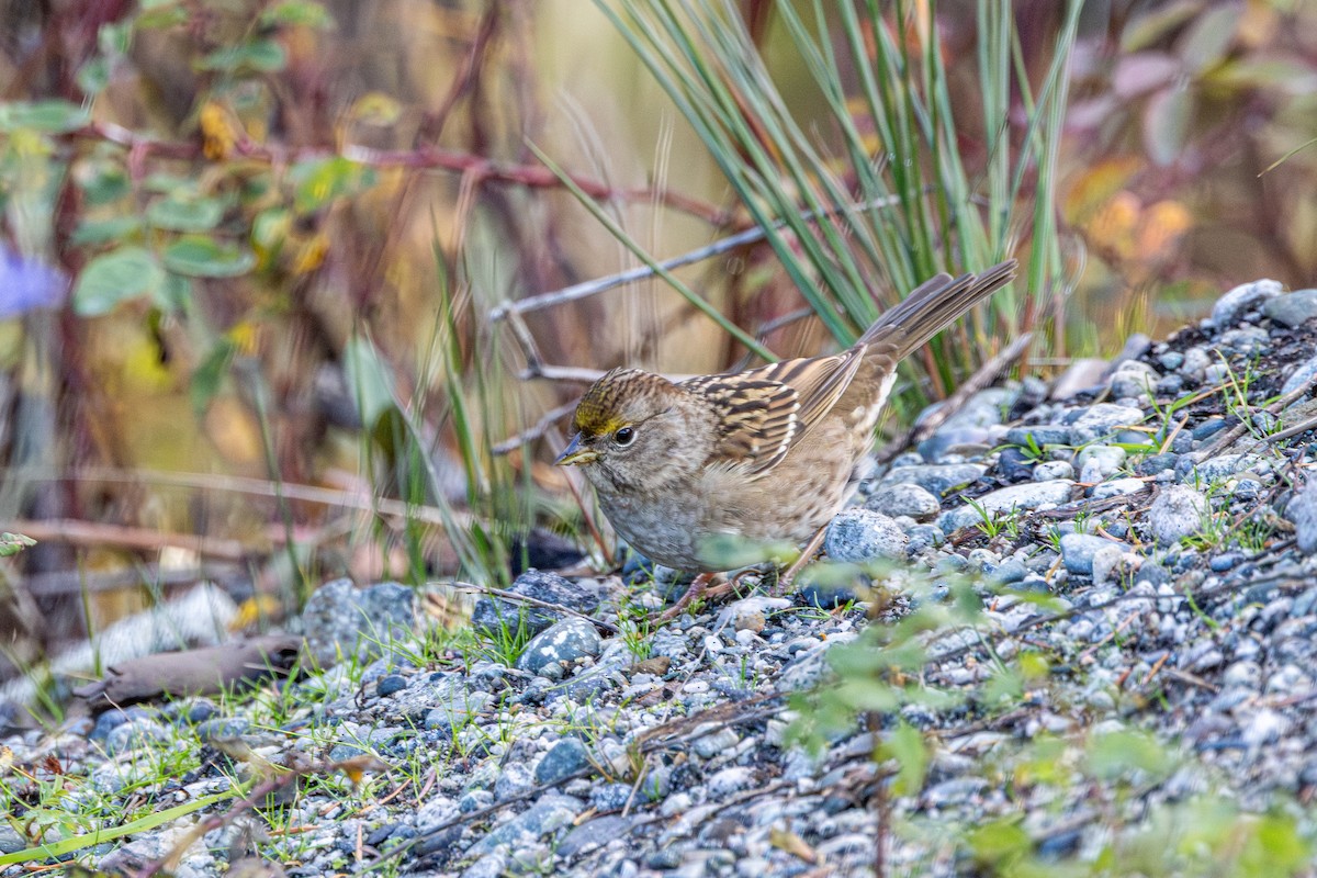 キガシラシトド - ML645198079