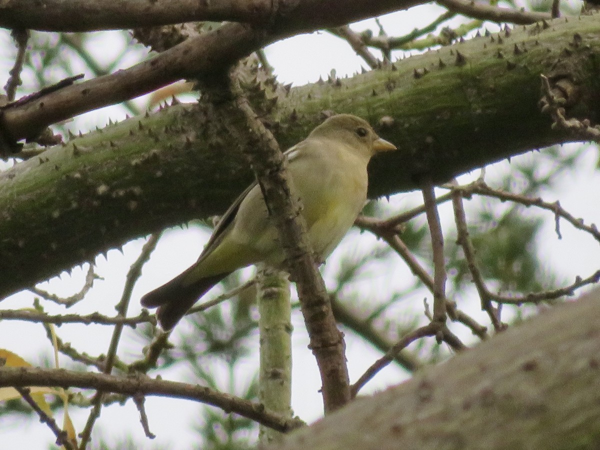 ニシフウキンチョウ - ML645198080