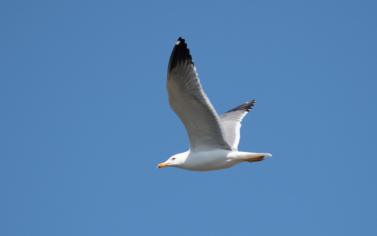 アルメニアセグロカモメ - ML645198088