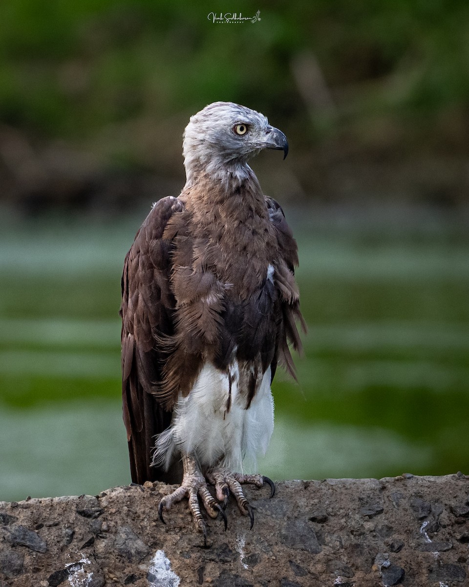 ウオクイワシ - ML645198089