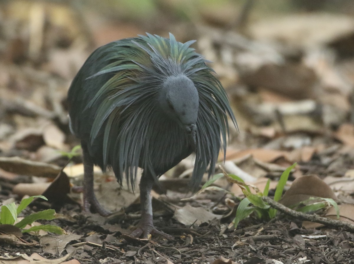 Голуб гривастий - ML645198090