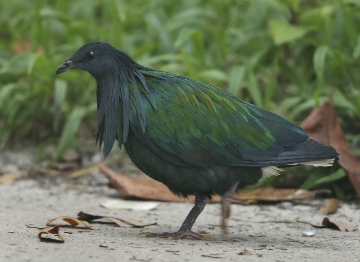 Голуб гривастий - ML645198091