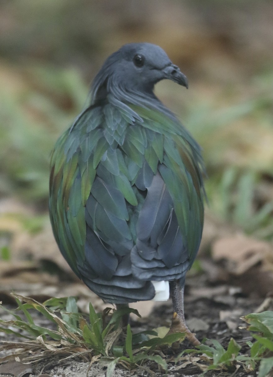 Голуб гривастий - ML645198092