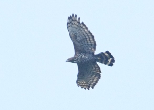 ウォーレスクマタカ - ML645198095