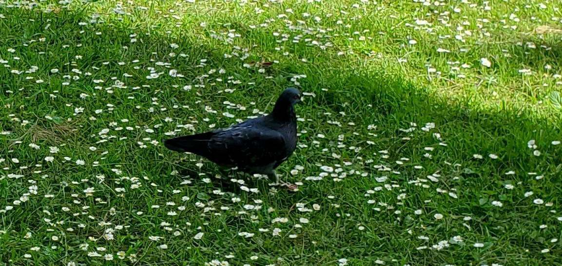 カワラバト（ドバト、家畜型） - ML645198096