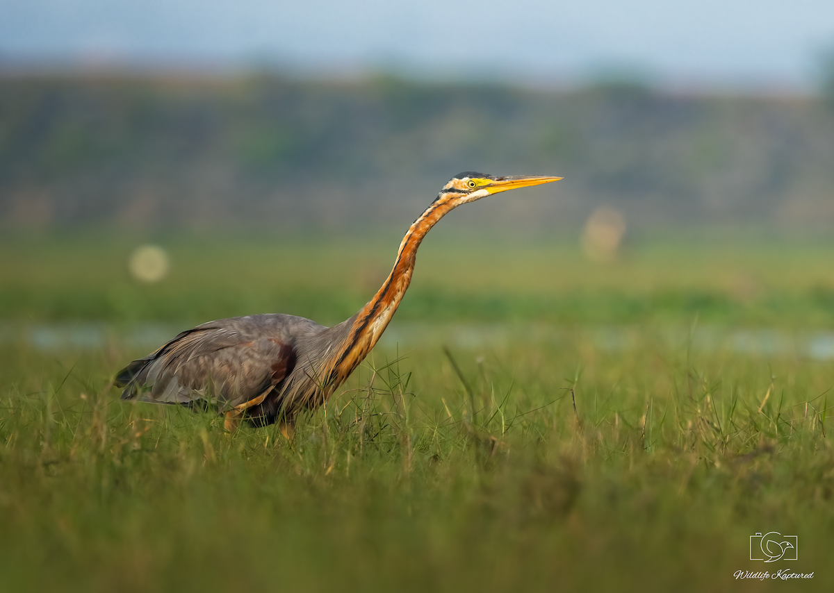 ムラサキサギ - ML645198097