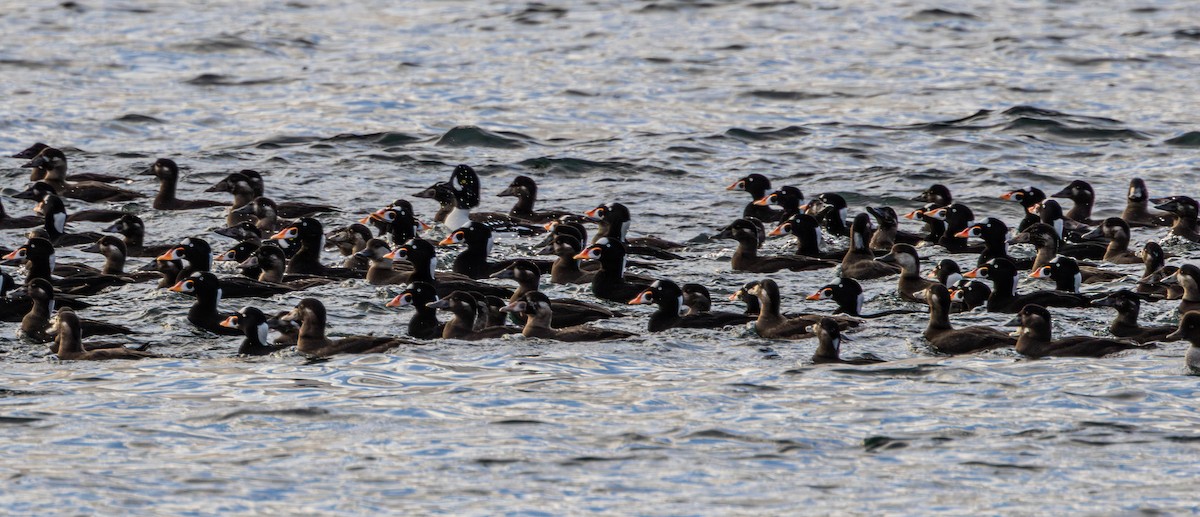 アラナミキンクロ - ML645198099