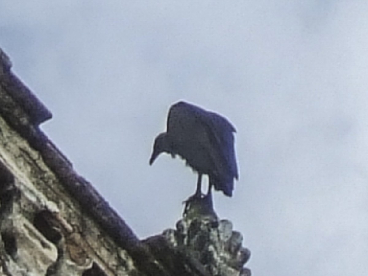 クロコンドル - ML645198101