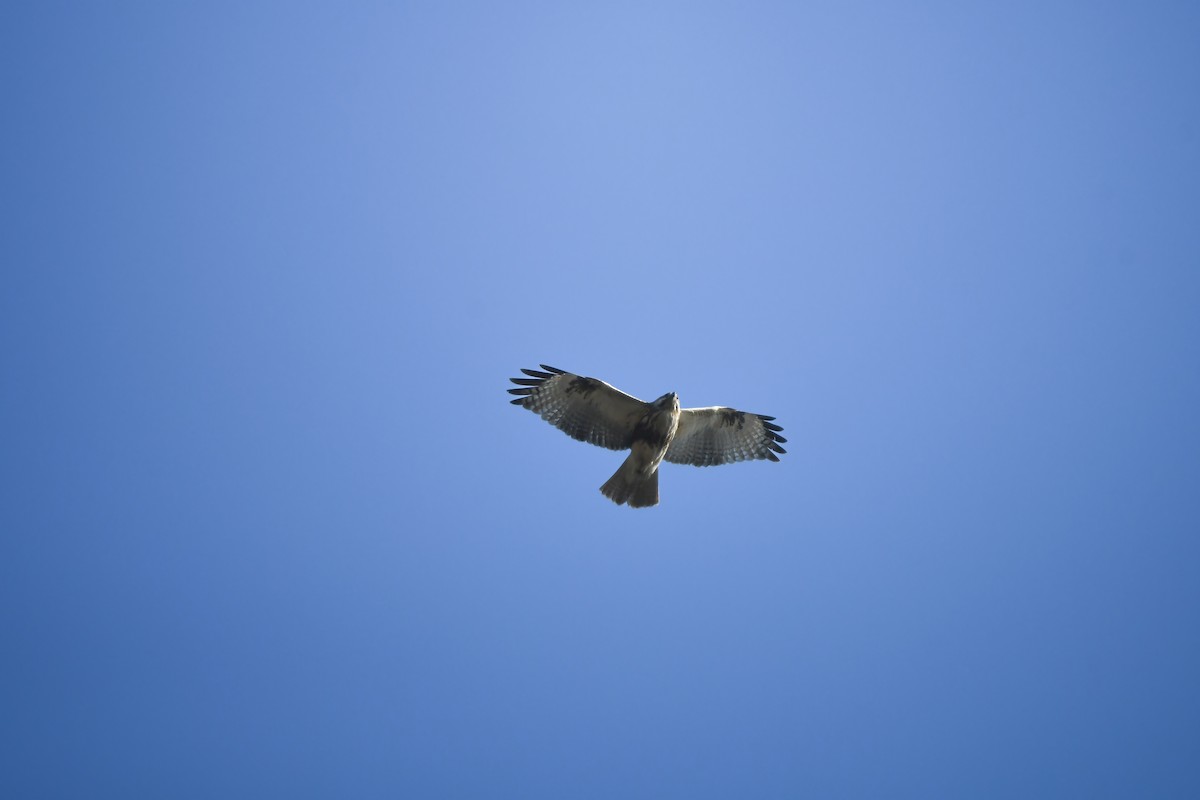 Eastern Buzzard - ML645198103