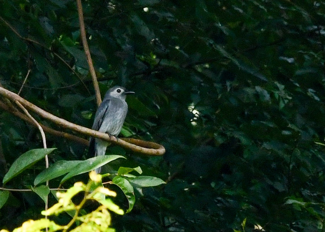 Ashy Drongo - ML645198106
