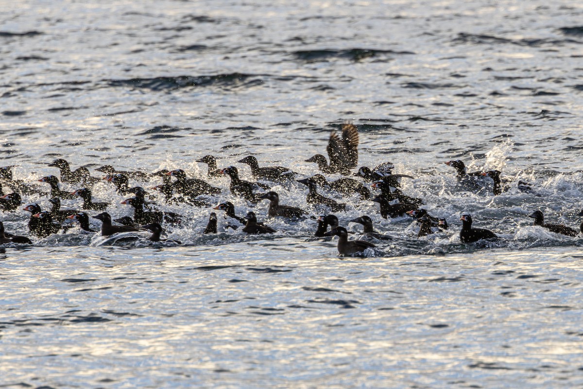 Surf Scoter - ML645198107
