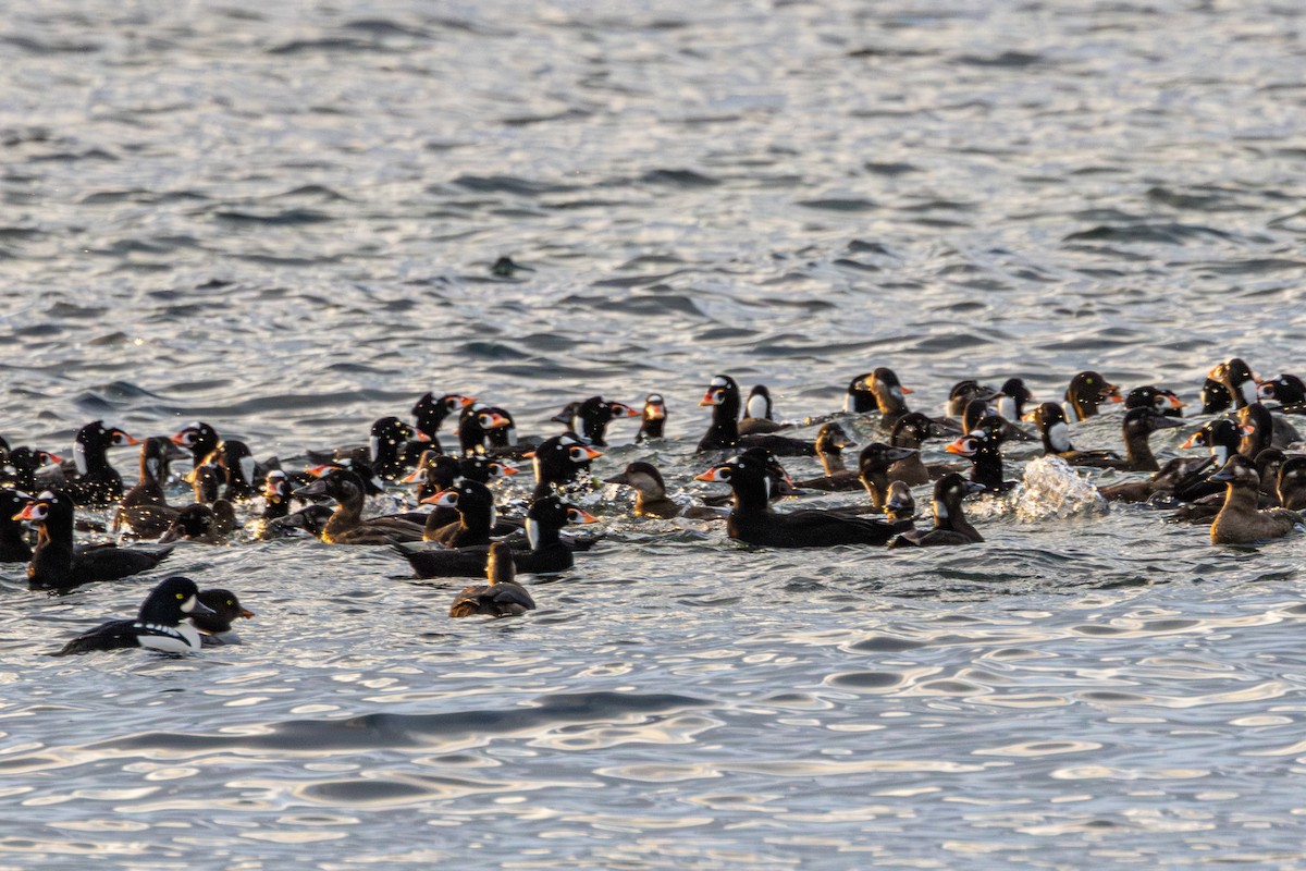 Surf Scoter - ML645198108