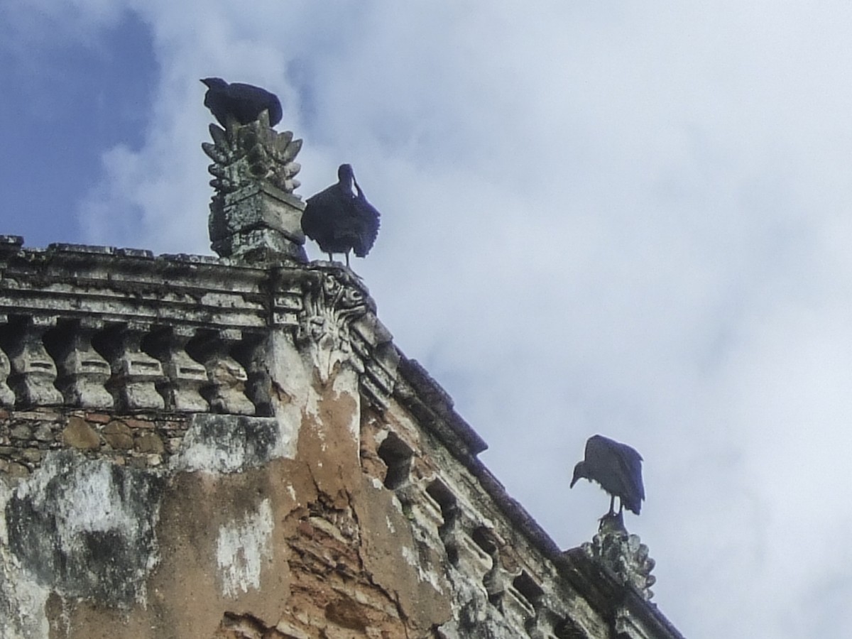 Black Vulture - ML645198111