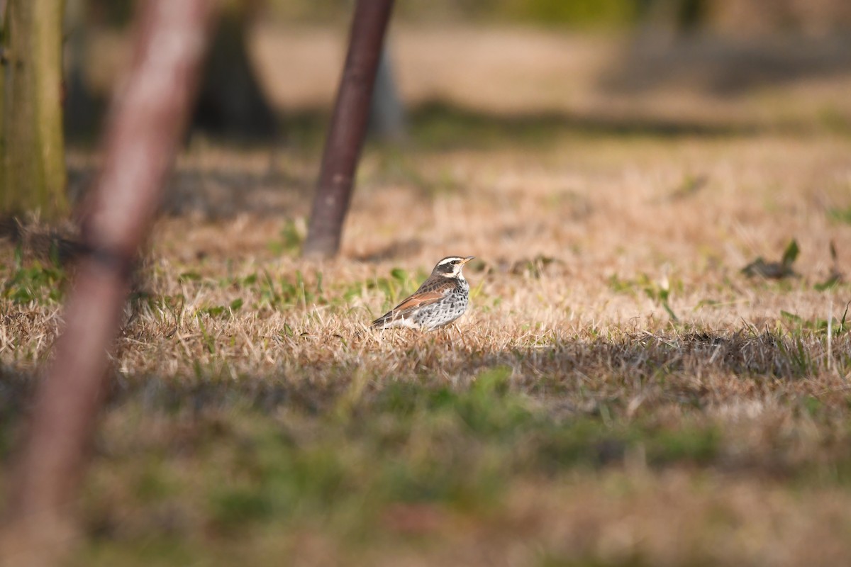 Dusky Thrush - ML645198112