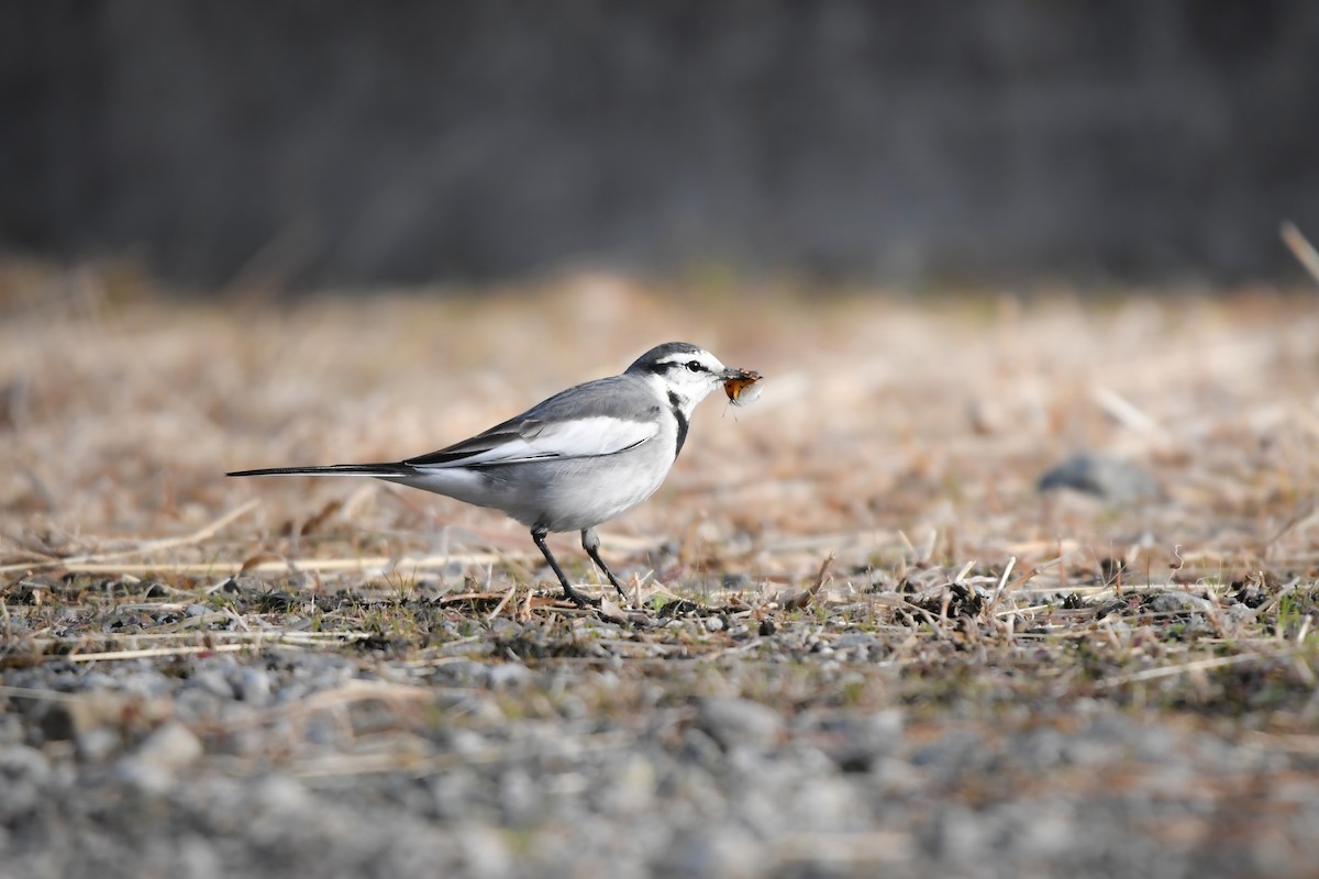 White Wagtail - ML645198114