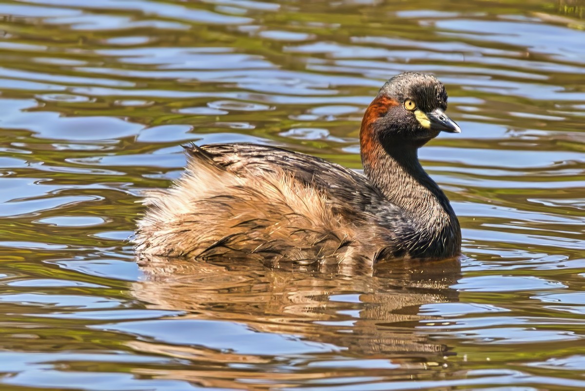 Australasian Grebe - ML645198115