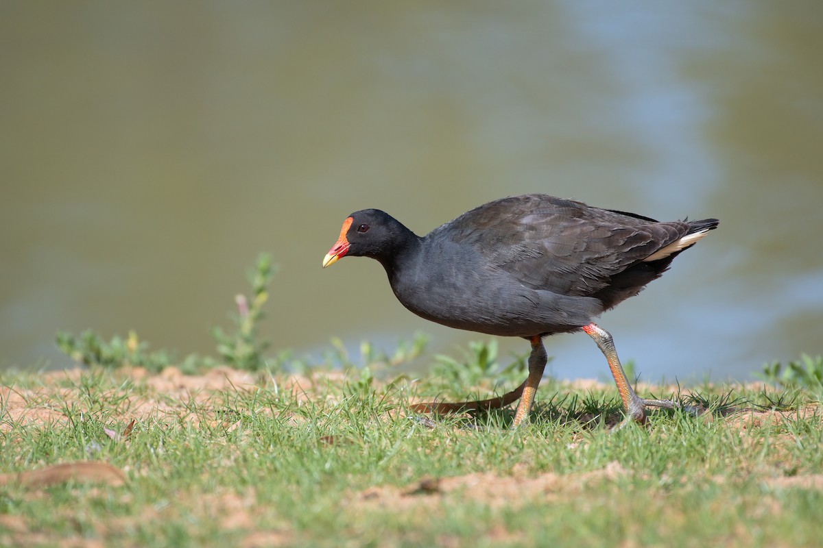 Dusky Moorhen - ML645198116