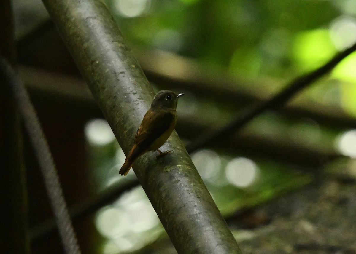 Ferruginous Flycatcher - ML645198117