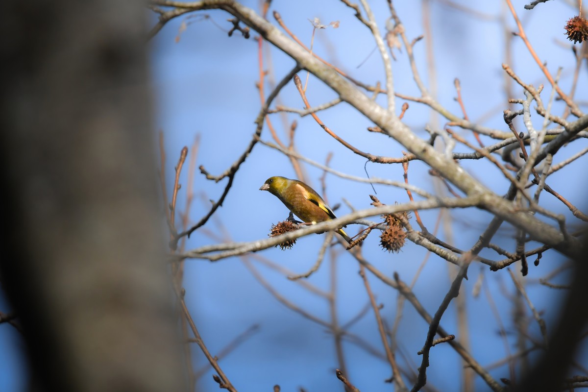 Oriental Greenfinch - ML645198119