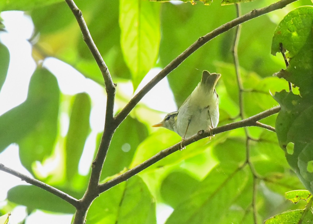 Eastern Crowned Warbler - ML645198122