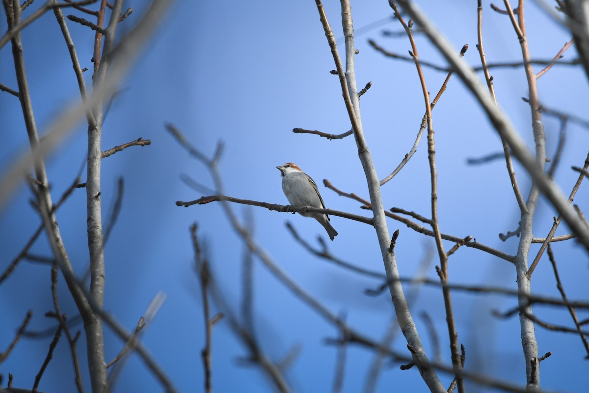 Russet Sparrow - ML645198123