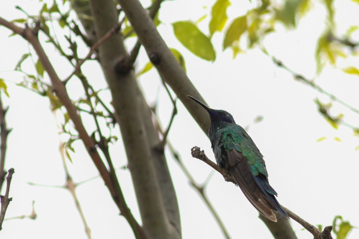 fiolørekolibri - ML645198129