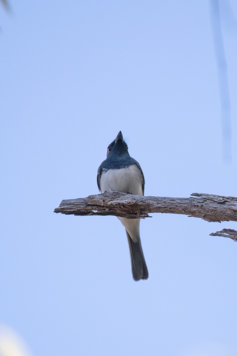 Leaden Flycatcher - ML645198136