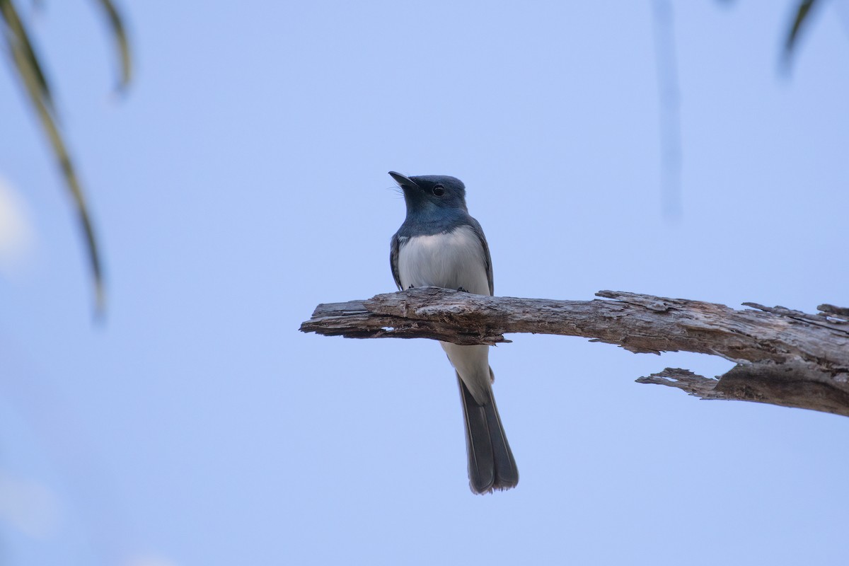 Leaden Flycatcher - ML645198137