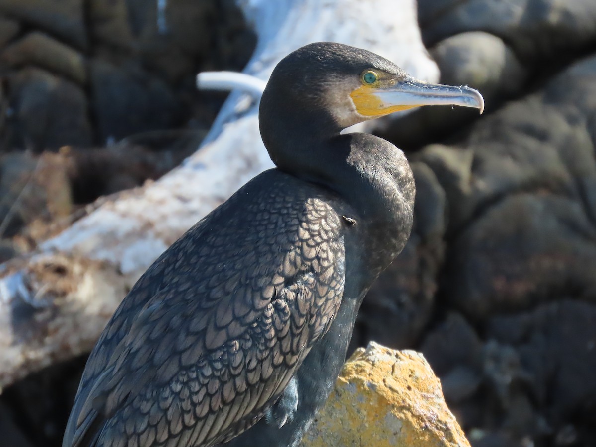 storskarv - ML645198139