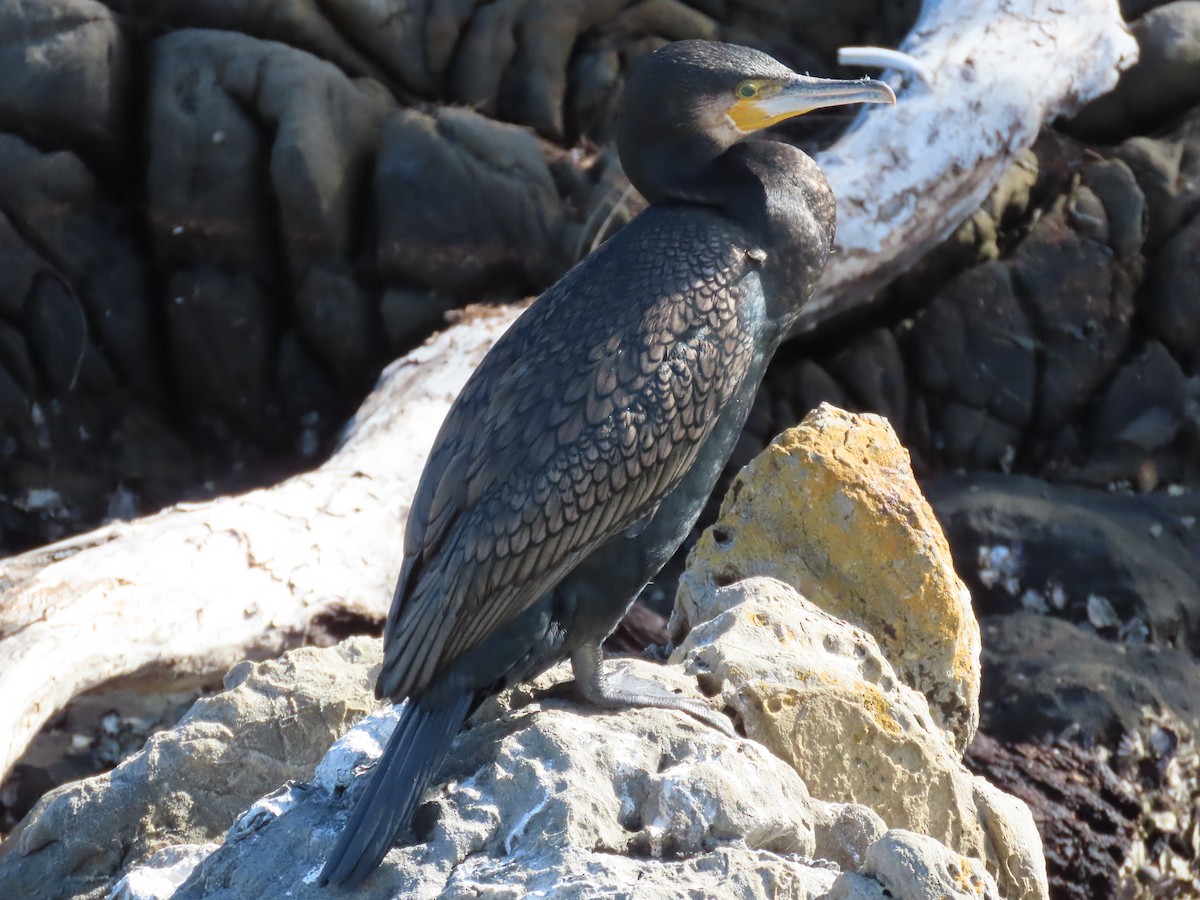 storskarv - ML645198140