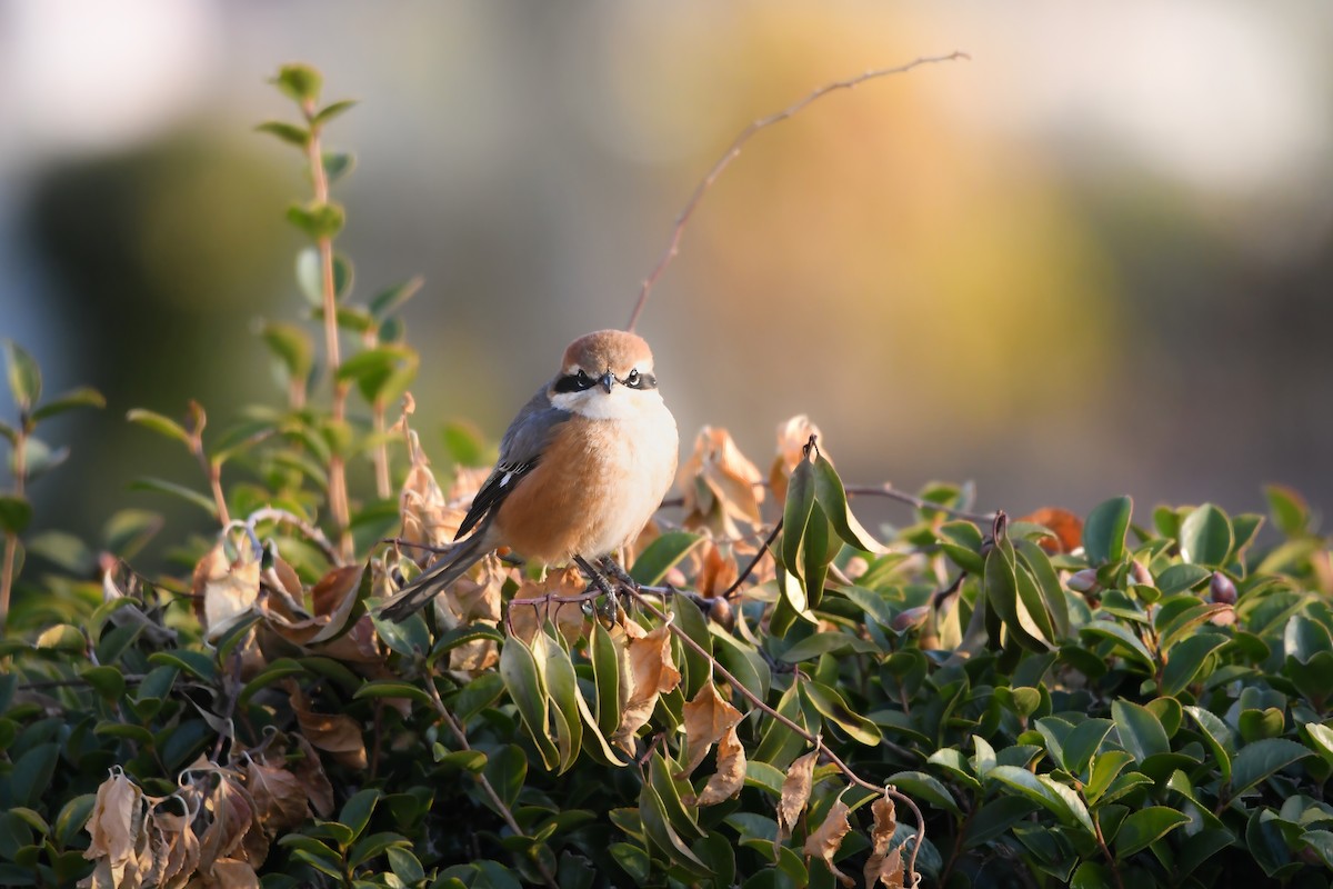 紅頭伯勞 - ML645198155