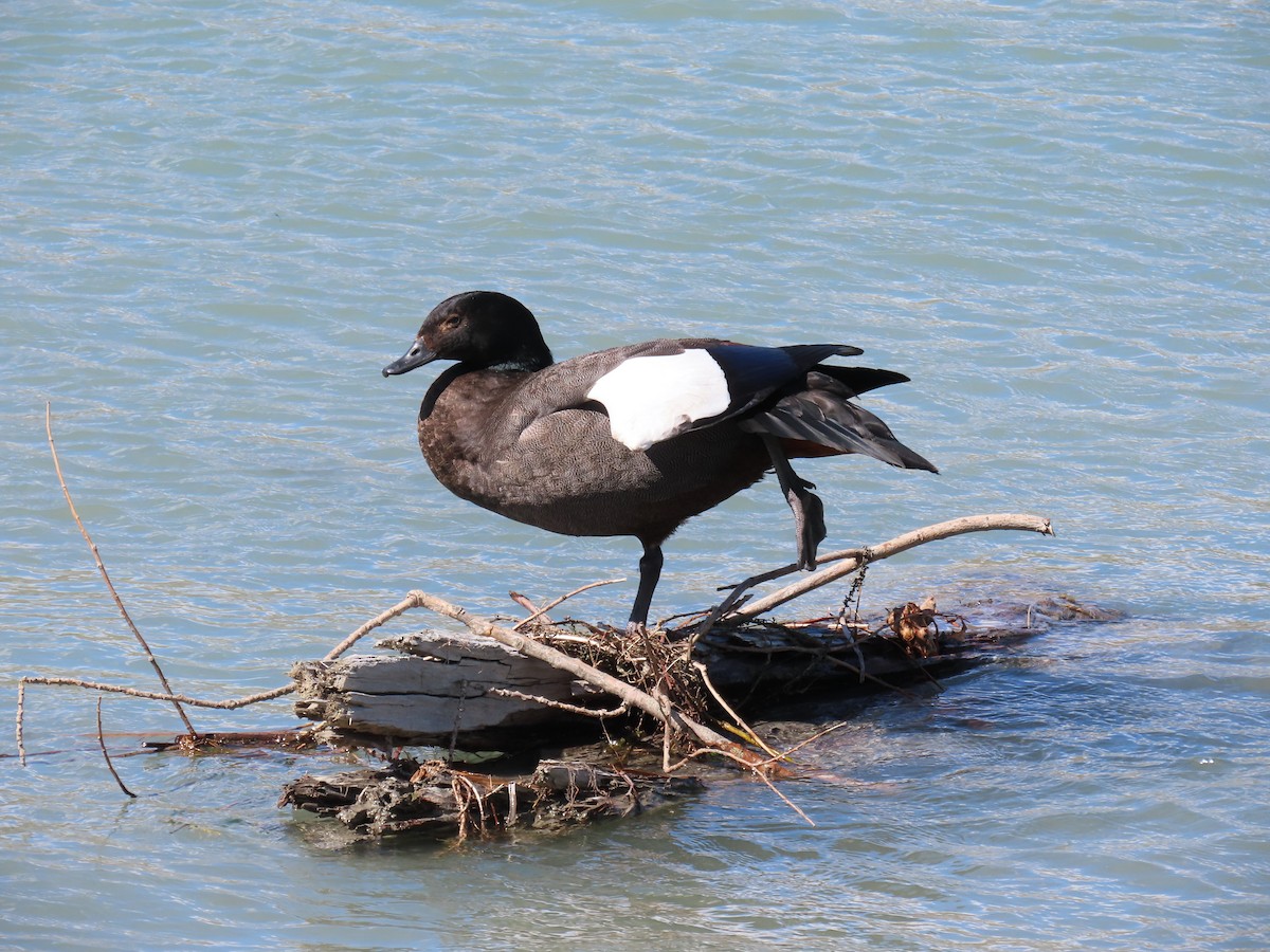 クロアカツクシガモ - ML645198169