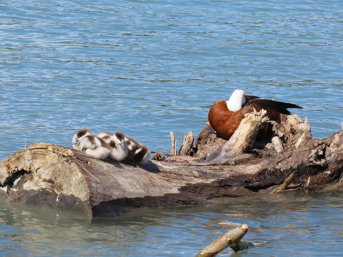 クロアカツクシガモ - ML645198170