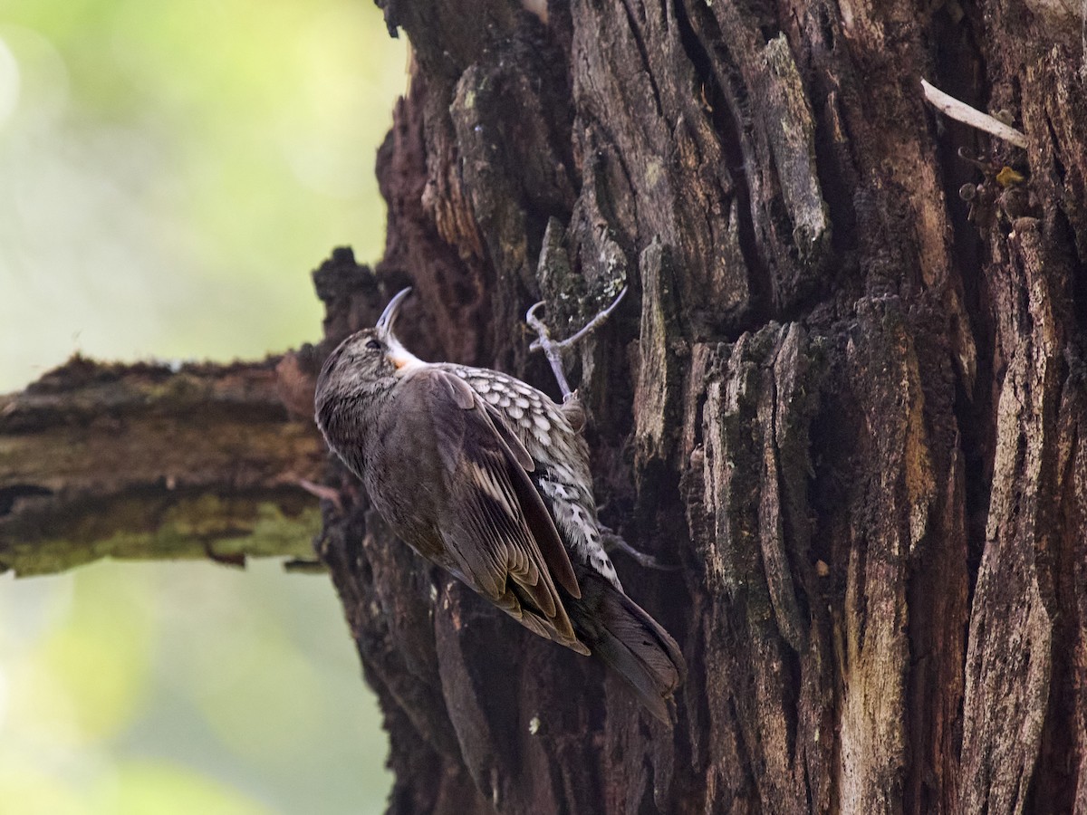 White-throated Treecreeper - ML645198171