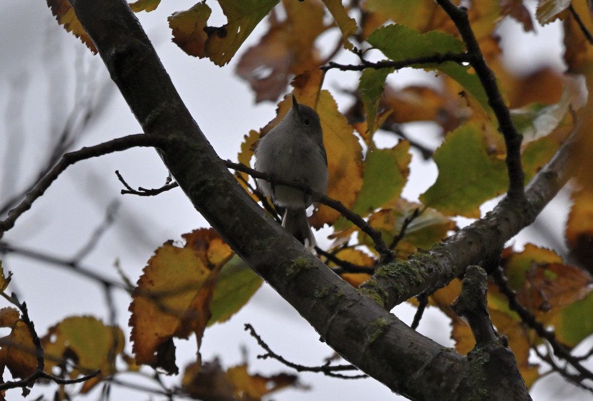 Blue-gray Gnatcatcher - ML645198179