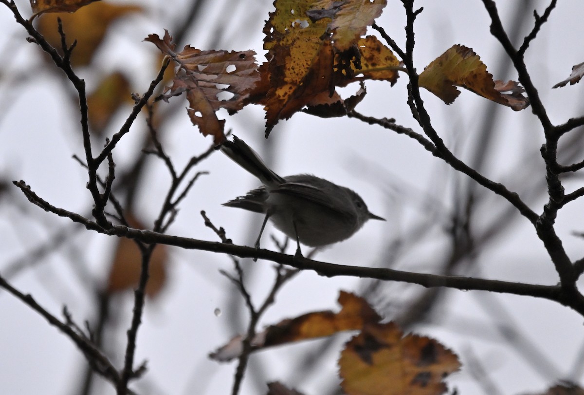 Blue-gray Gnatcatcher - ML645198181