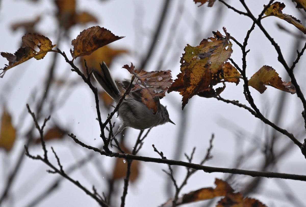 Blue-gray Gnatcatcher - ML645198183