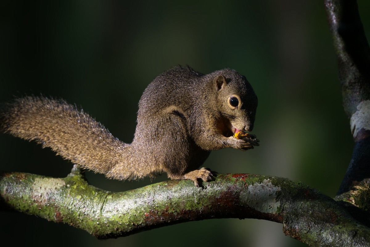 Plantain Squirrel - ML645198189